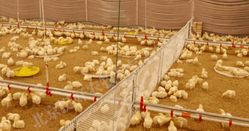 Smart Poultry Farming IoT Solution At Kinghoo with SenseCAP LoRaWAN