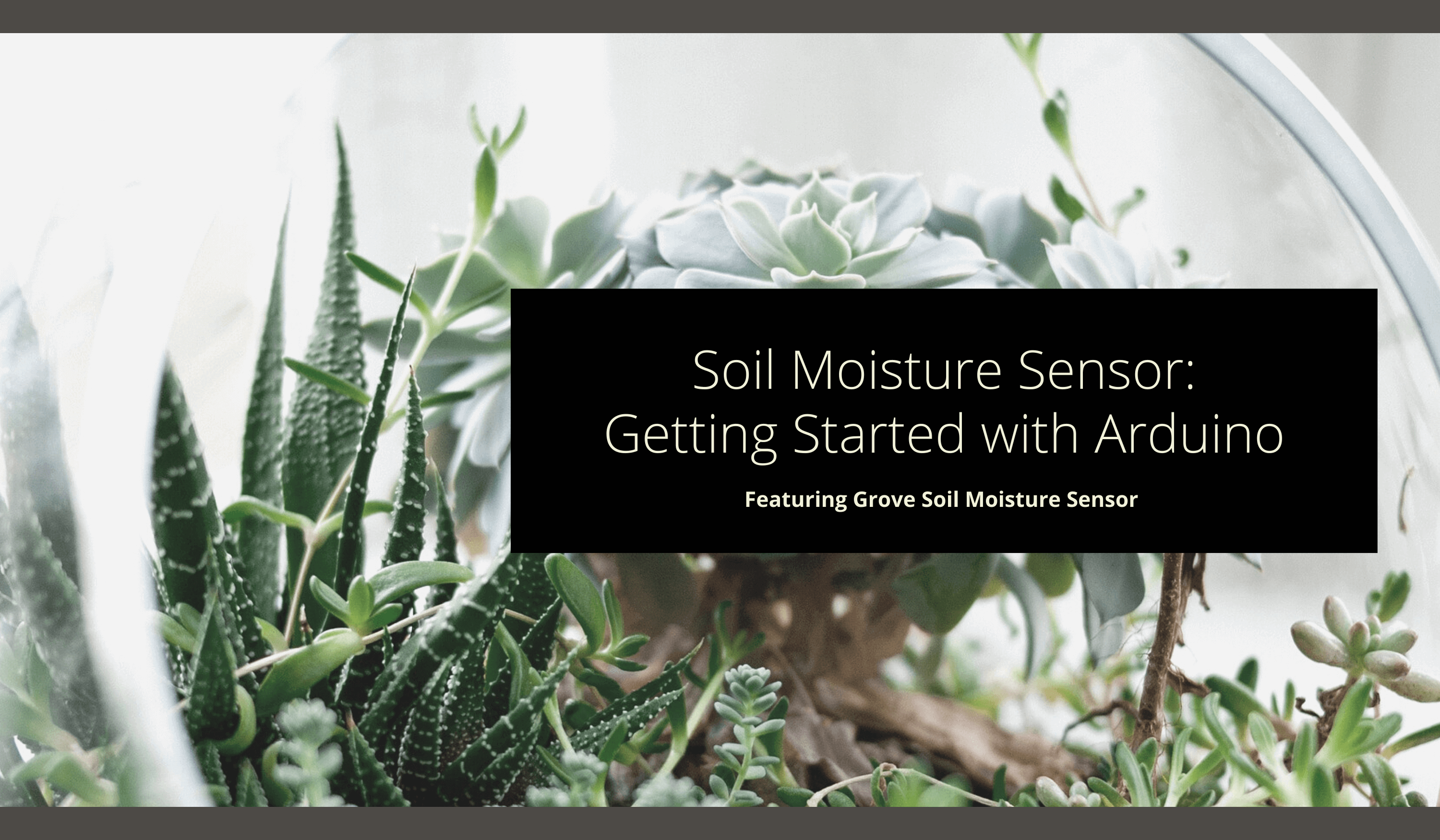 How to Use a Soil Moisture Sensor to Keep Your Plants Alive