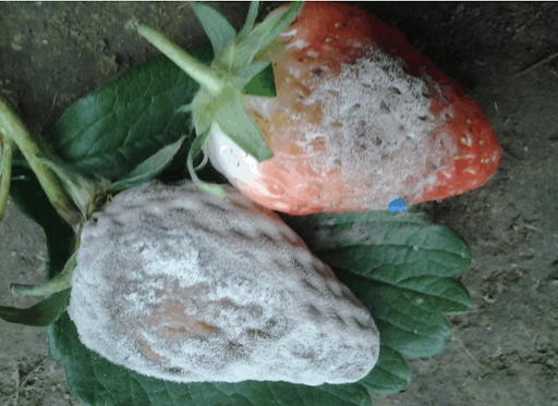 Strawberry suffering from gray mold disease 
