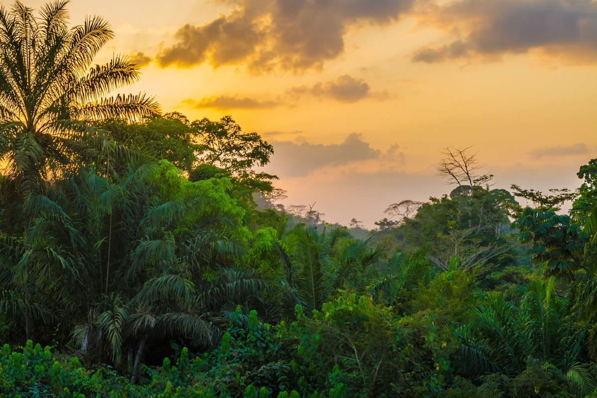Picture of Liberia Rainforest