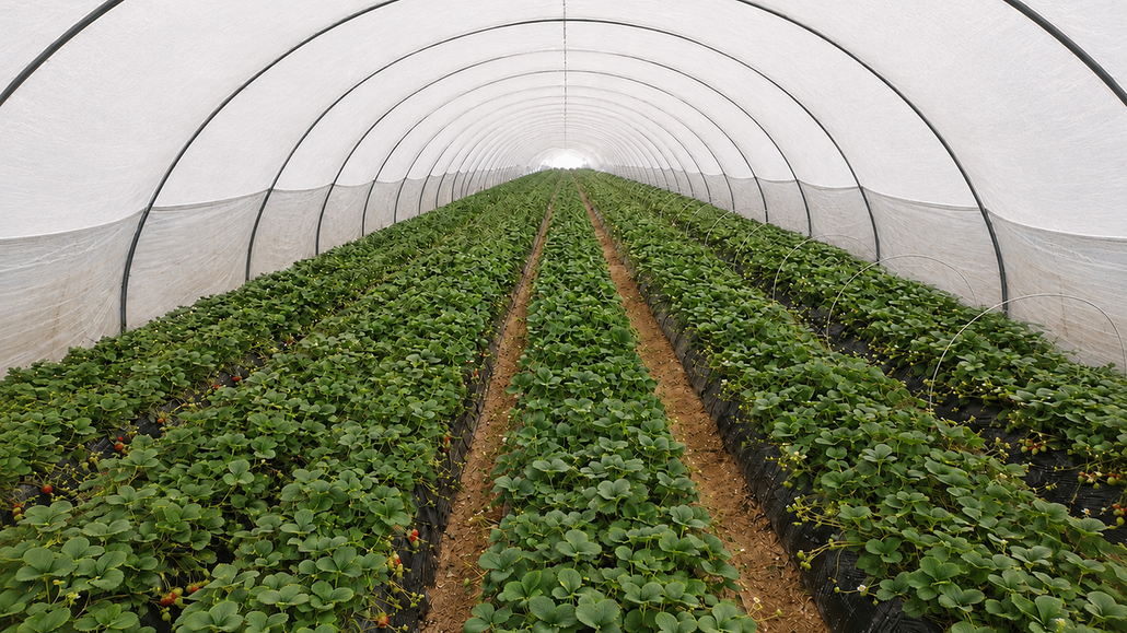 Greenhouse Photo