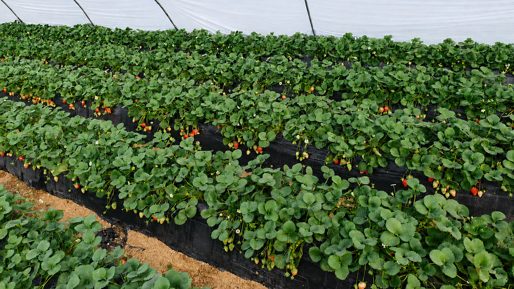 Strawberry Growth Diagram