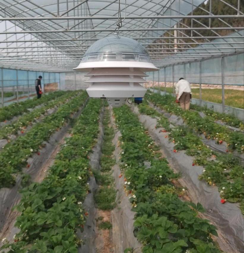 SenseCAP Combo shown in a greenhouse monitoring setup near the crop zone.