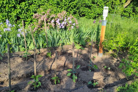 SenseCAP S700 7-in-1 Weather station in the vegetable garden