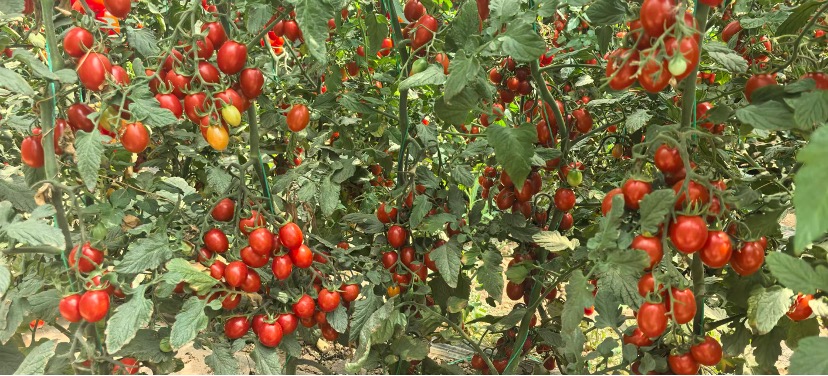 cherry tomatoes grown in Ningxi, protected by SenseCAP weather sensors