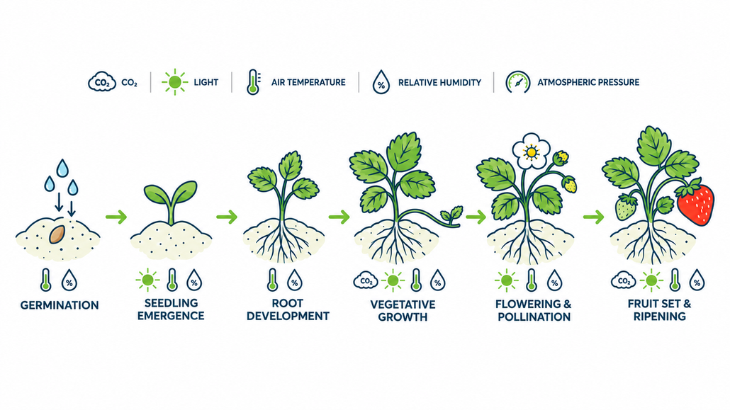 The Effects of Five Environmental Factors on Plant Growth